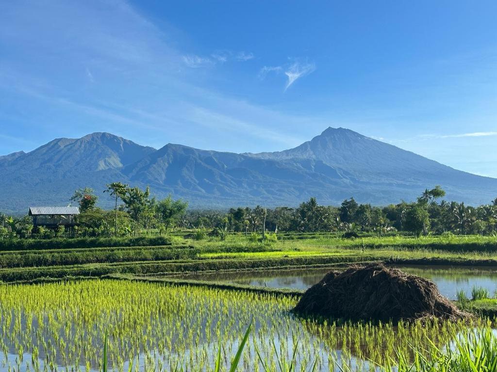 New Rinjani Homestay Tetebatu Dış mekan fotoğraf