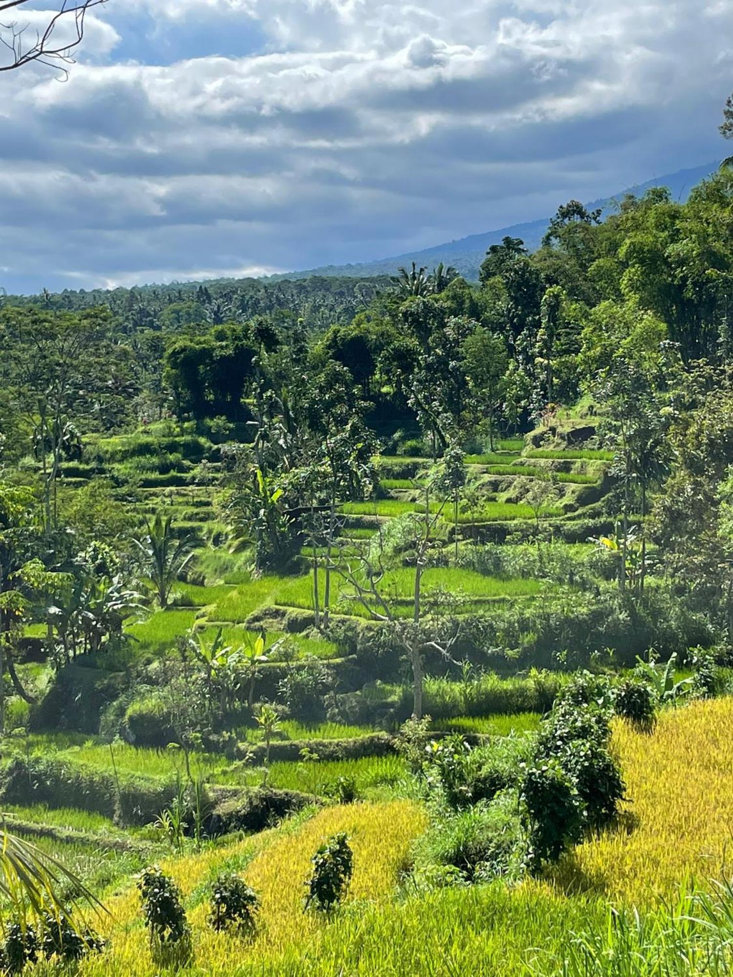 New Rinjani Homestay Tetebatu Dış mekan fotoğraf