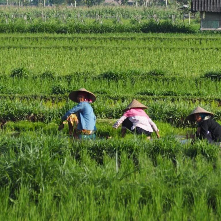 New Rinjani Homestay Tetebatu Dış mekan fotoğraf