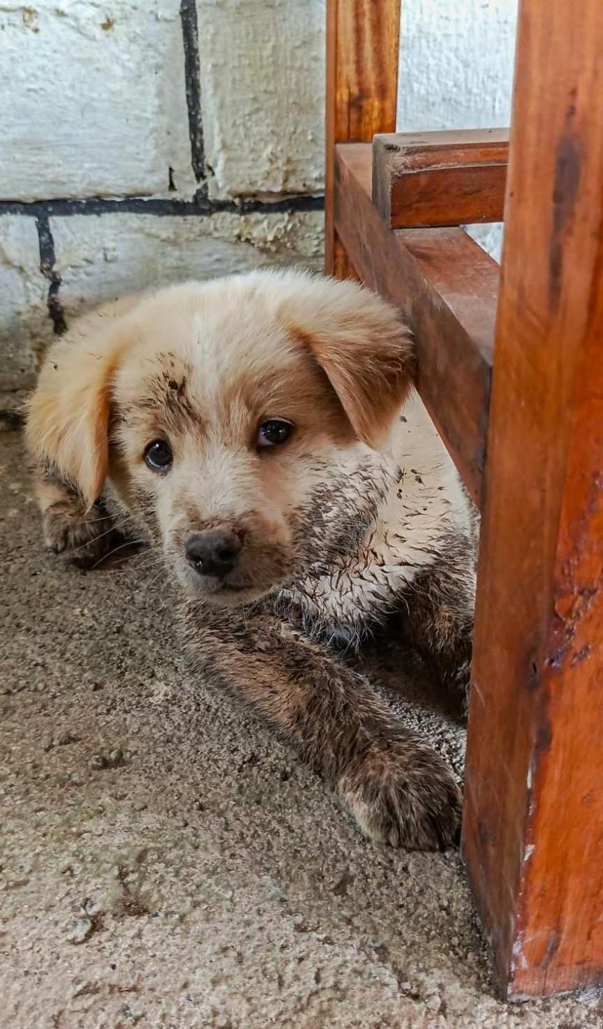 New Rinjani Homestay Tetebatu Dış mekan fotoğraf