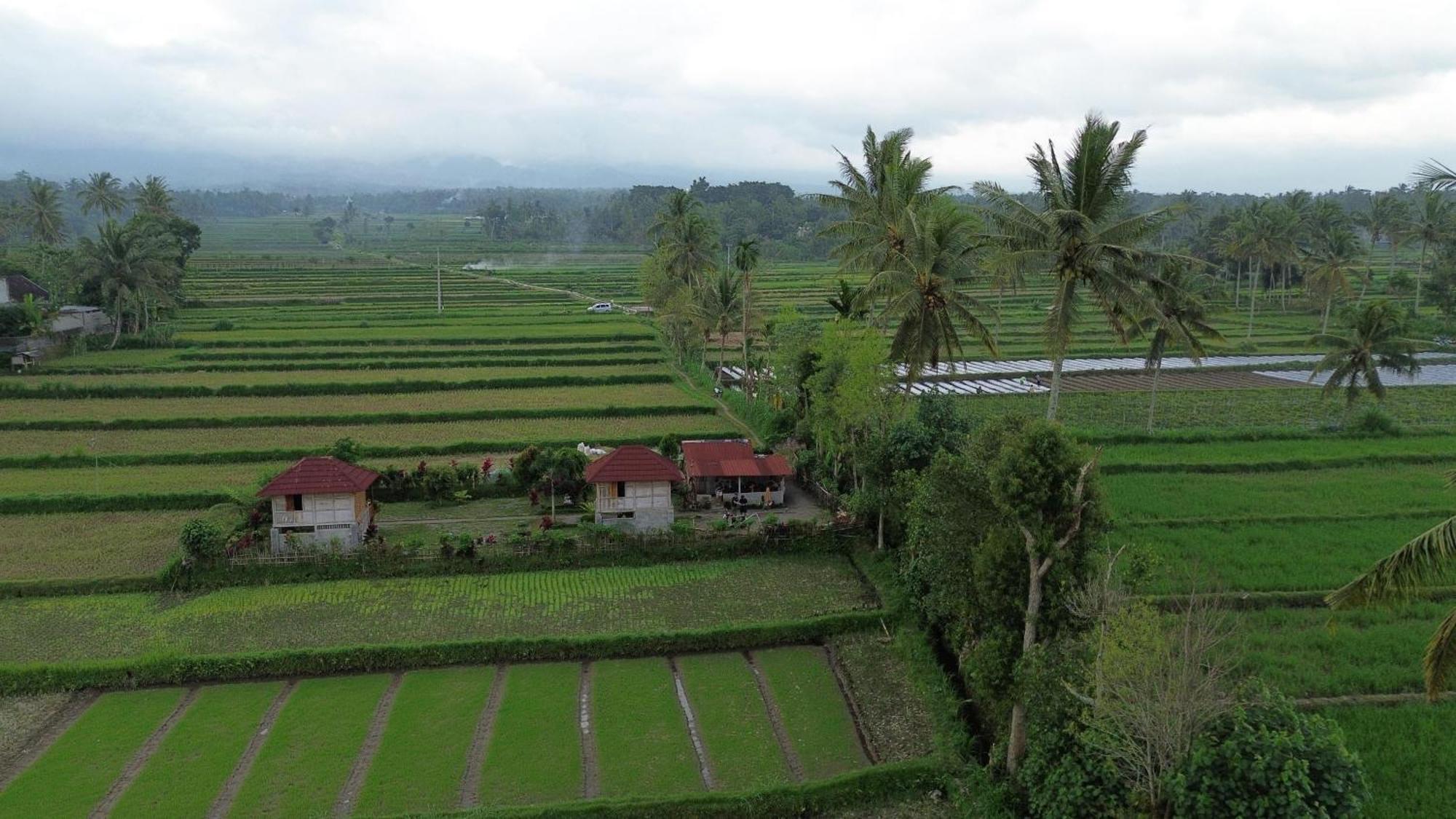 New Rinjani Homestay Tetebatu Dış mekan fotoğraf
